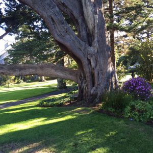 Honor Your Traumas, Losses and Heartbreaks