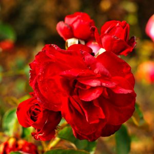 How to Stop Being Hurtful to Others because you are Triggered