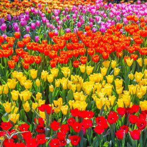 Grief: We Muddle through Loss Together