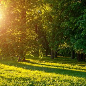 Dealing with Shelter in Place, Stay at Home Orders: COVID-19 Crisis