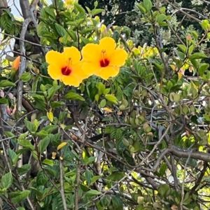 Facing Grief in Covid Times